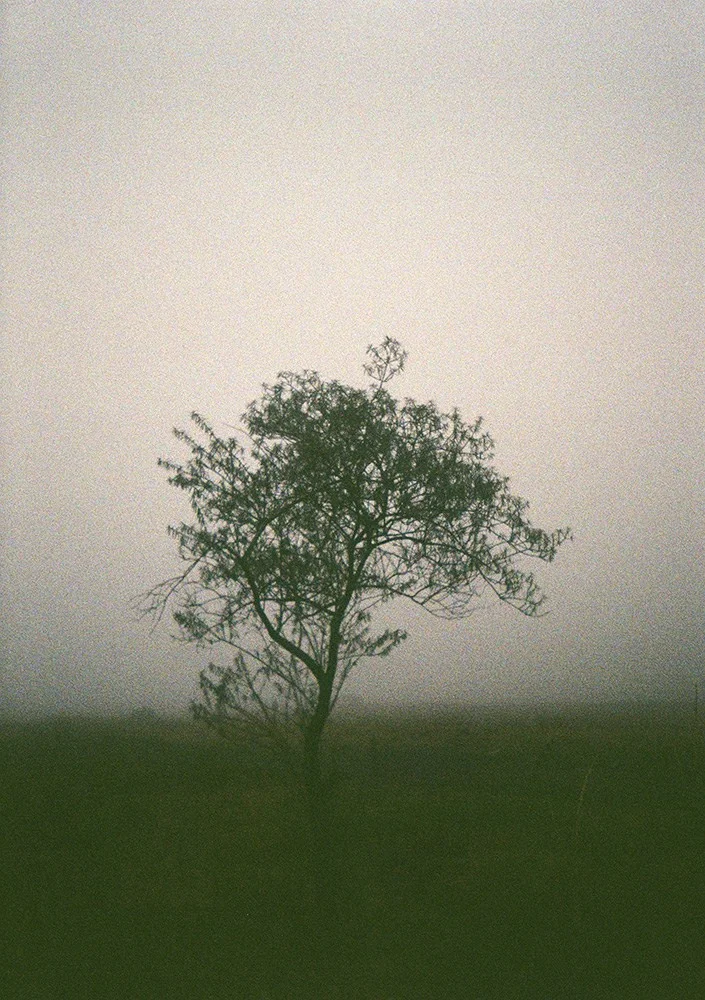 Foggy ridge